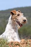 FOX TERRIER 282